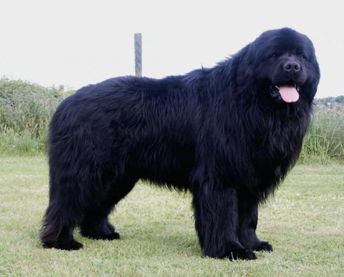 порода собаки черная лохматая