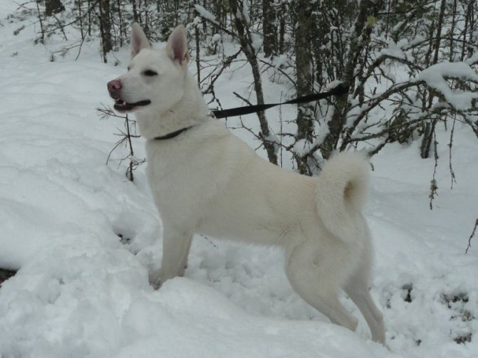 порода собаки шведский белый элкхунд