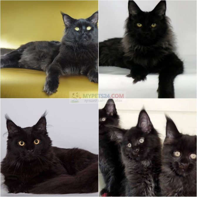 Породы черных кошек с желтыми или зелеными глазами