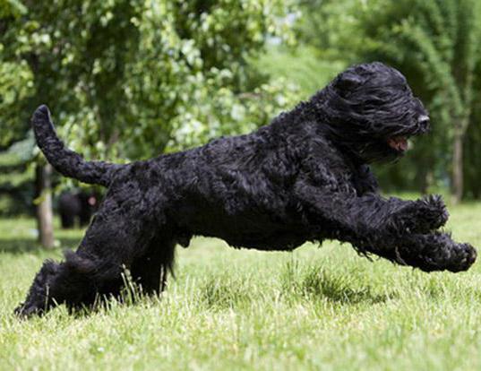 породы черных собак