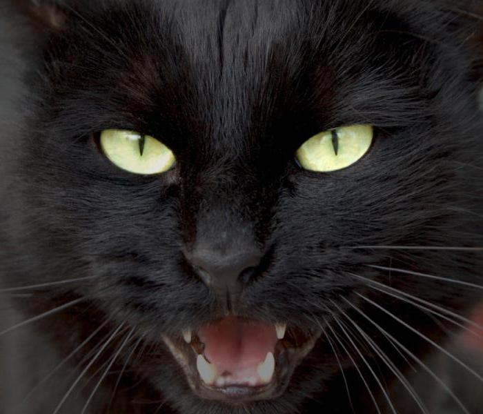 породы кошек черного окраса