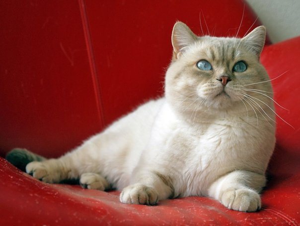 Породы кошек окраса колор-пойнт описание и разновидности окраса