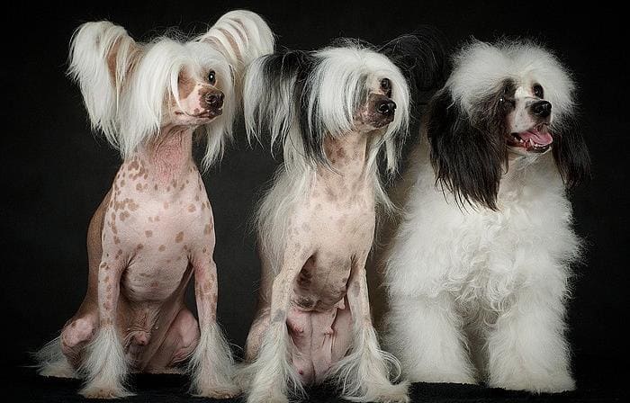 Породы лысых собак: голые и пуховые китайские хохлатые собаки