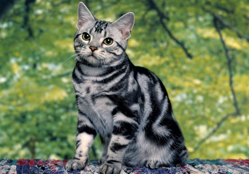 Породы полосатых кошек: описание, характер и фото домашних кошек с диким окрасом