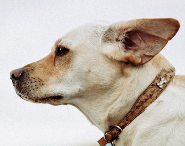 Породы в группе риска отита у собак