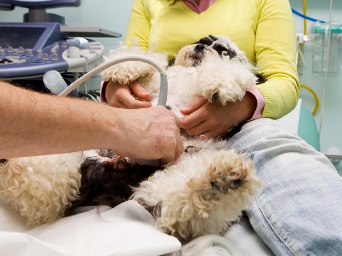 Посещение ветеринара при беременности у собаки