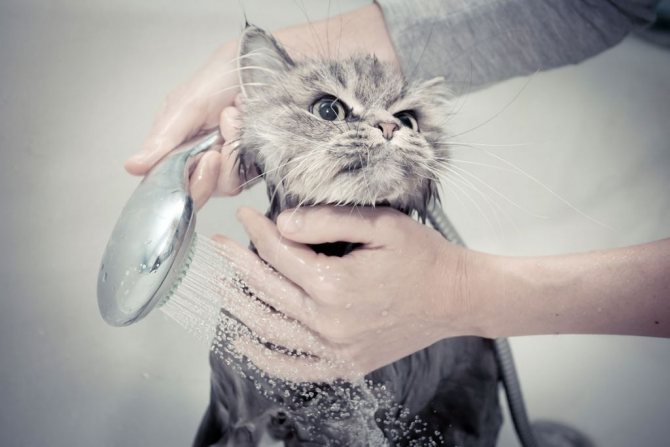 После процедуры кошку нельзя купать 5 дней. Заодно придётся самим как можно меньше трогать шерсть животного.