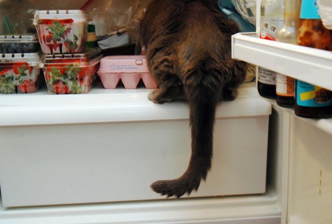 После рождения котят самка может прятать еду в самых неожиданных местах