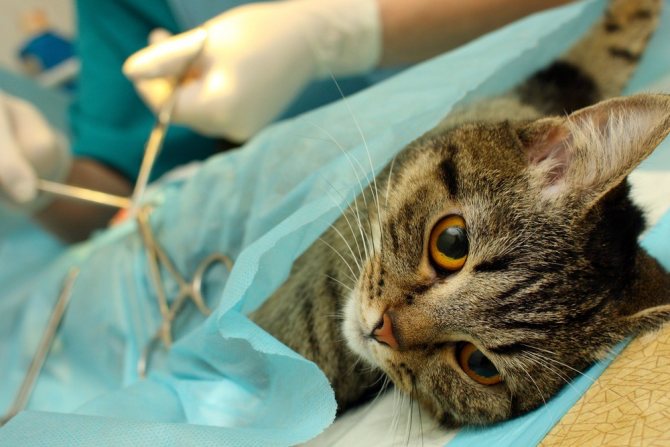 После стерилизации кошка не будет приносить котят