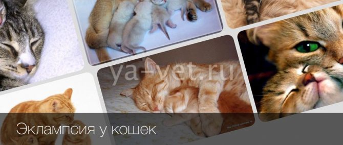 Послеродовая эклампсия у кошек: симптомы и причины развития, диагностика и лечение