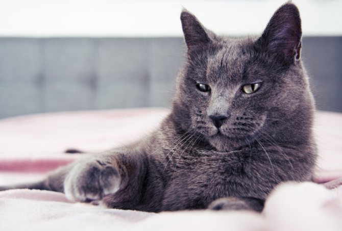 Поставили диагноз пиелонефрит у котов Подозрение на пиелонефрит у котов