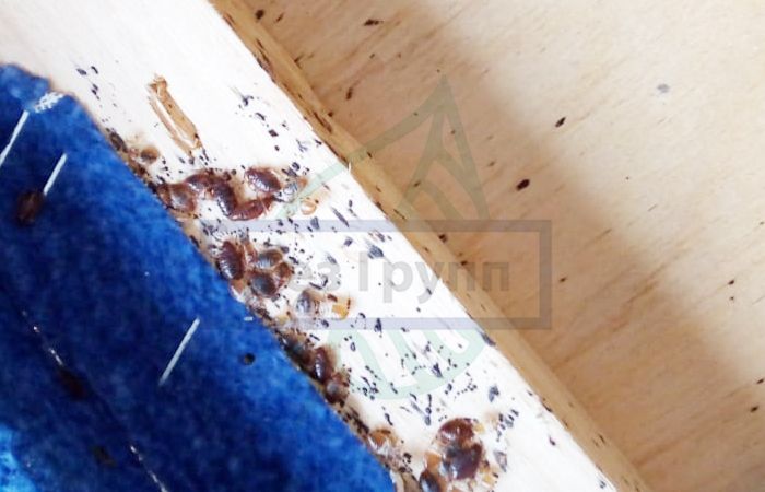 Постельные клопы - фото насекомых в диване