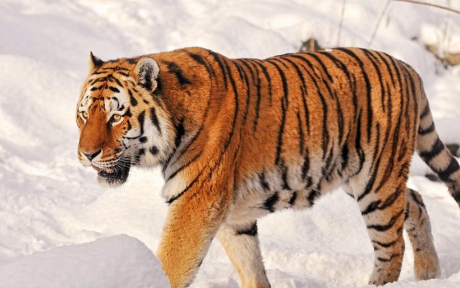 Поведение и образ жизни тигра