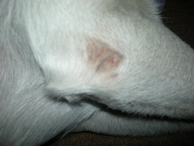 Повреждение на локте у собаки