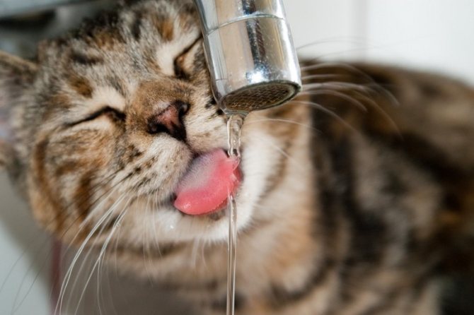 Повышения потребности кота в воде