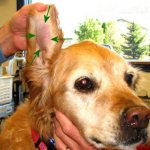 появление ушной гематомы у собаки