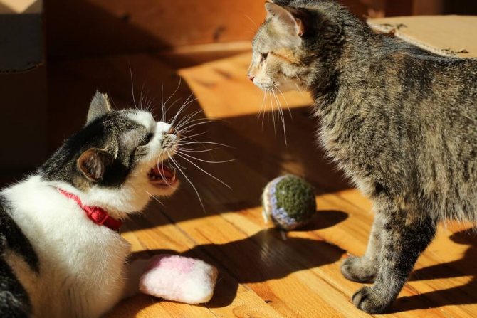 Появление второго кота может стать поводом для раздоров и агрессии