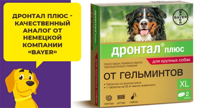 Правила применения глистогонного препарата для собак Прател