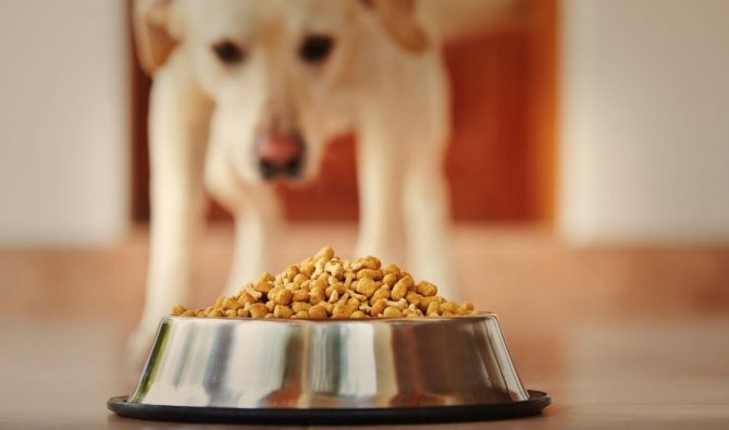 Правильно сбалансированное питание - залог здоровья собаки в любом возрасте