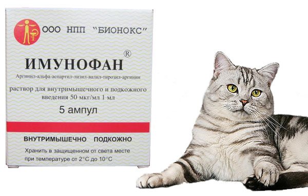 Препарат имунофан для кошек