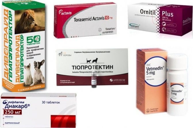 Препараты для лечения водянки (асцита) у собак