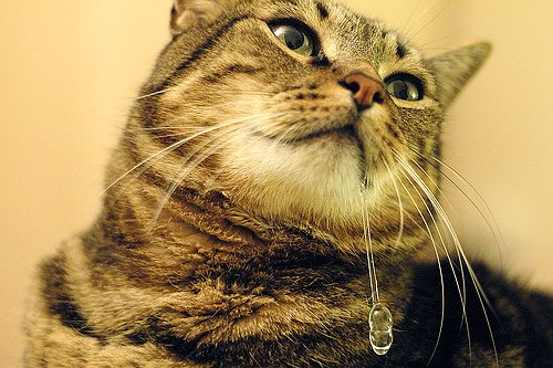 Препараты от вшей на основе перметрина могут вызвать сильное слюнотечение у кошки или кота