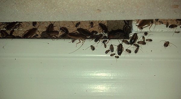 При большом количестве тараканов в доме целесообразно комбинировать шприц-гель с использованием дополнительных средств.