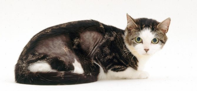При экземе у кошек на отдельных участках выпадает шерсть