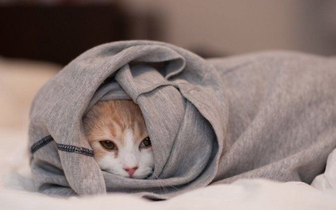 При изменениях температурного режима кошка может дрожать