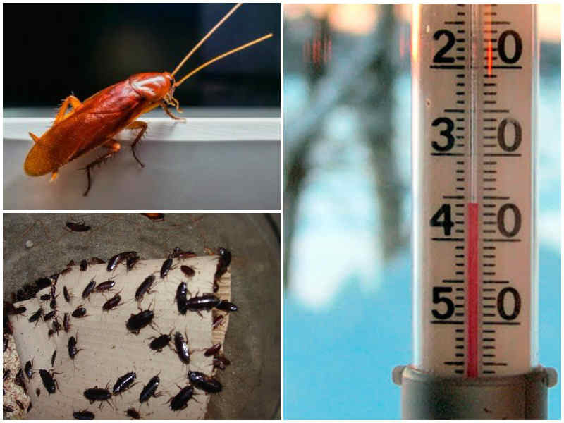 При какой температуре погибают тараканы