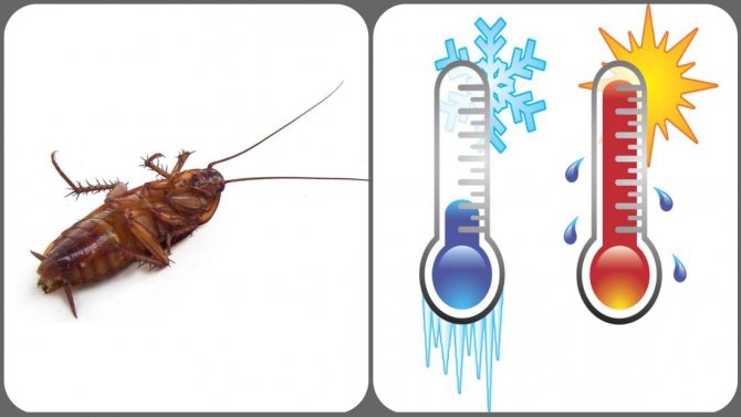 при какой температуре размножаются тараканы
