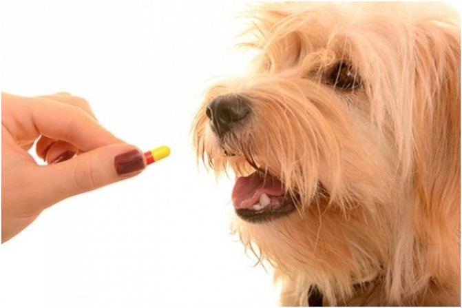 При лечении недержания мочи назначаются гормональные препараты только ветеринарным врачом