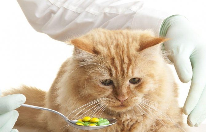 При осуществлении перевода питания кошачьих на новый тип корма следует давать животному пробиотики
