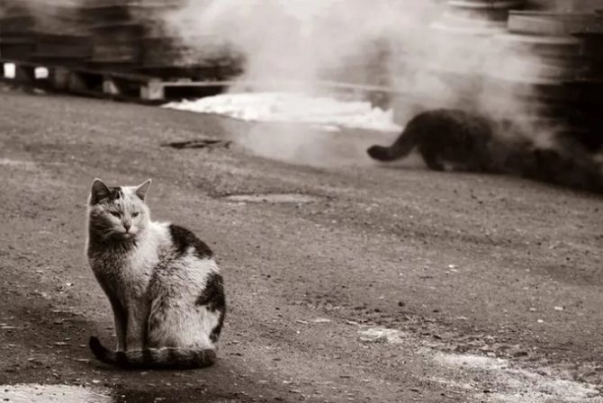 При отлове бездомных кошек нужна осторожность