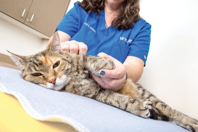 При появлении аллергической реакции после Анандина коту необходимо дать антигистаминный препарат и показать ветеринару
