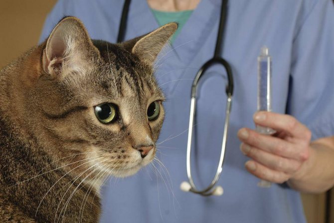 При появлении рвоты у кошки обратитесь к ветеринару