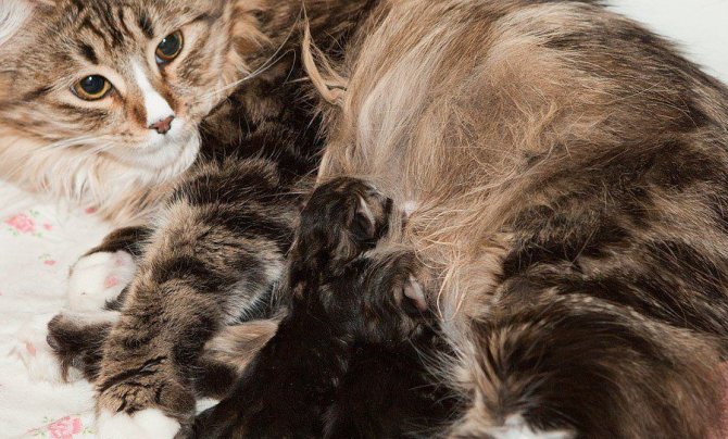 При родах у кошки сохраняйте самообладание