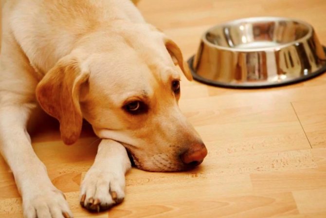При возникновении гастрита собаке назначают голодную диету
