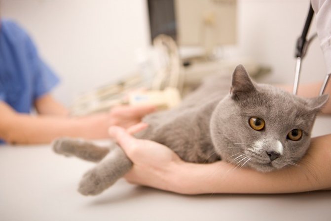 При задержке беременности следует показать кошку квалифицированному специалисту