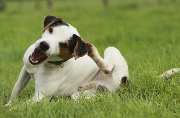 Причина чесотки уха собаки - отодектоз