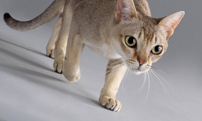 Причины блефарита у кошек