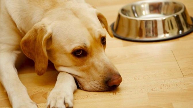 Причины и симптомы гастрита у собак