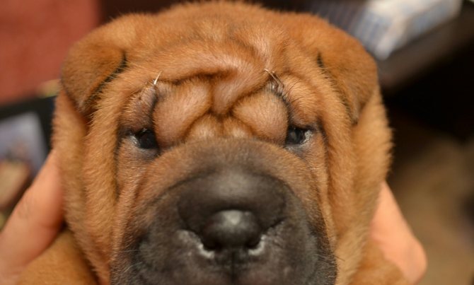 Причины красноты глаз у собак