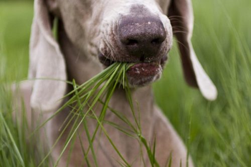 причины питания травой собаки