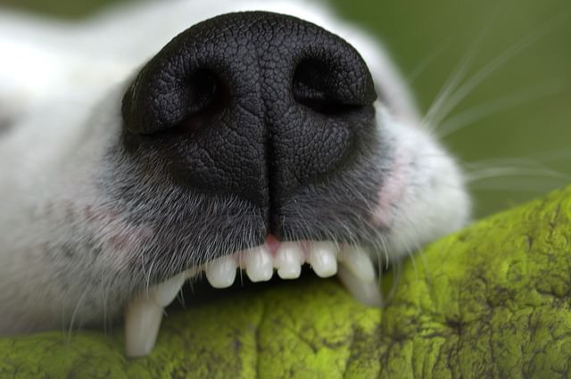 Причины появления зубного камня у собак