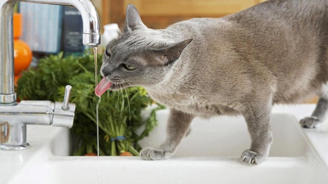Причины сильной жажды у кота