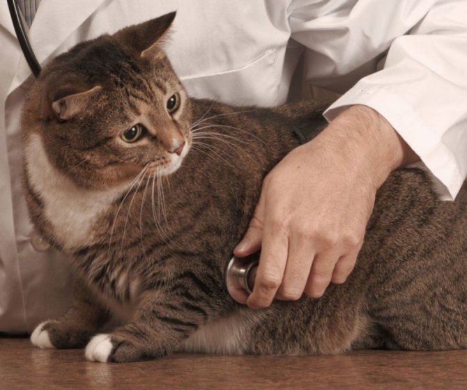 Причины, симптомы, лечение судорог у кошек. Что делать, если у кошки судороги