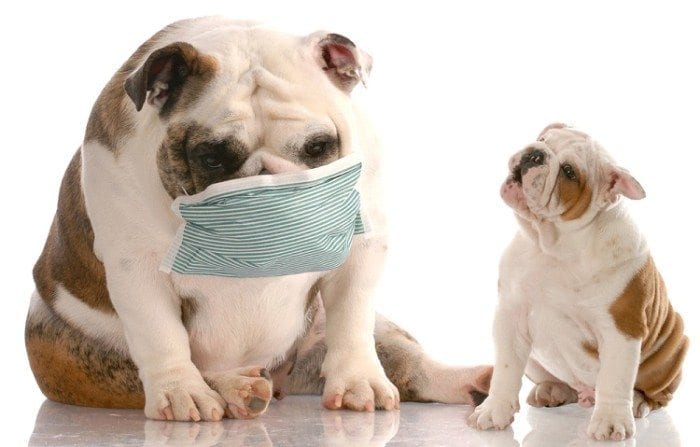 причины воспаления легких у собак