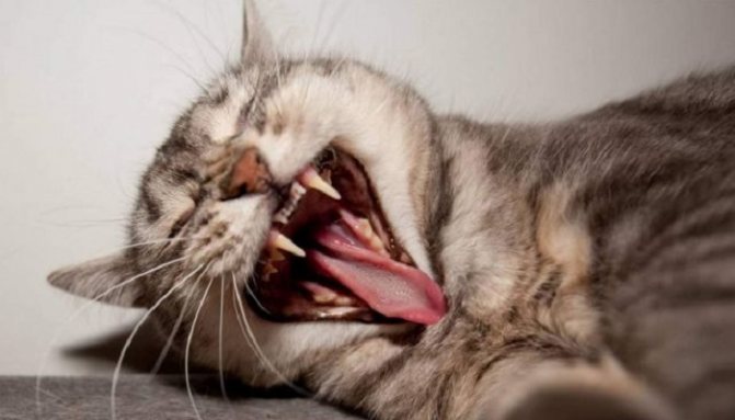 Причины выпадения зубов у кошек