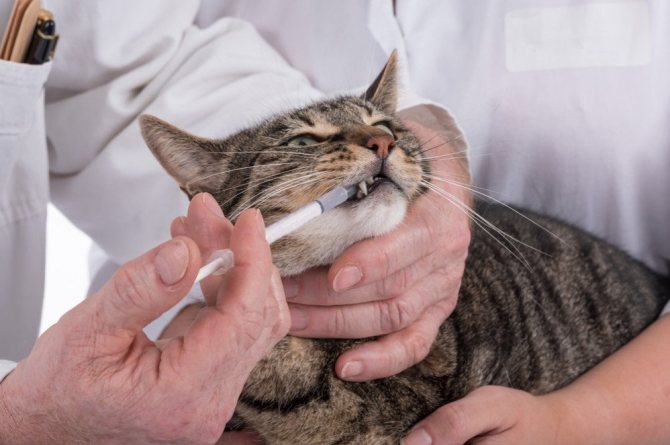 Применение и дозировка препарата для кота